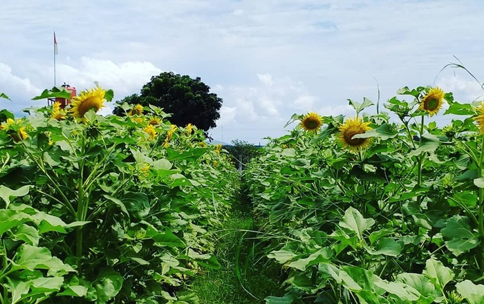 WISATA LAMPUNG SELATAN - Potret PKK Agropark di Lampung Selatan, Lampung, yang bisa menjadi tempat wisata edukatif pilihan.