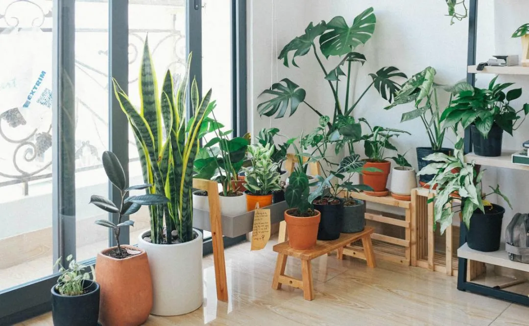 ¿Se siente mucho calor en casa?, Estas plantas te ayudarán a bajar la temperatura