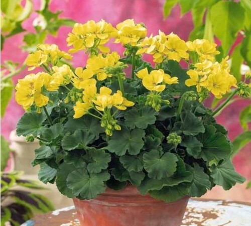 Yellow Geranium5