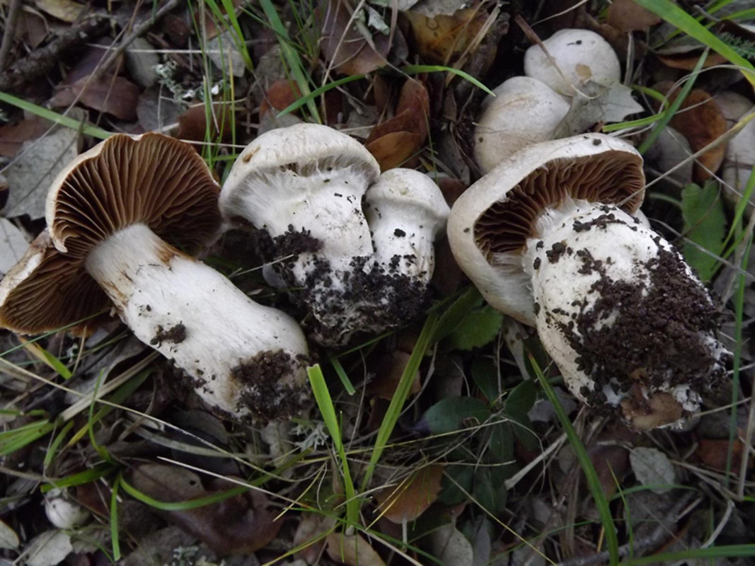 Cortinarius diosmus v araneosovolvatus sp (14)