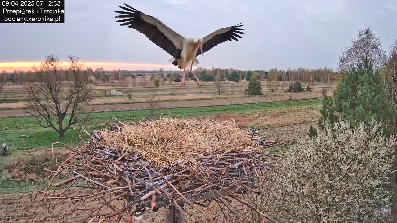 09042025bociany_5