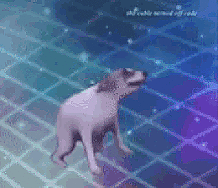dancing-dog.gif