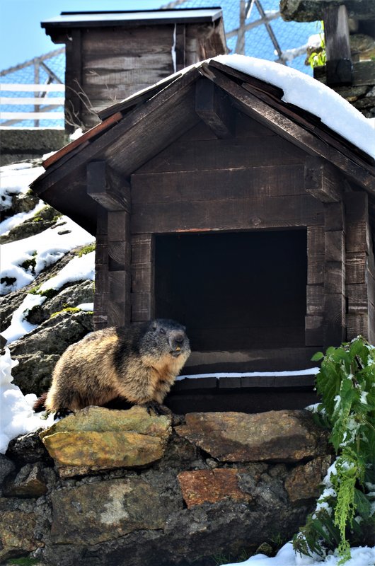 GLACIAR DE RODANO-9-9-2019 - Suiza y sus pueblos-2019 (71)