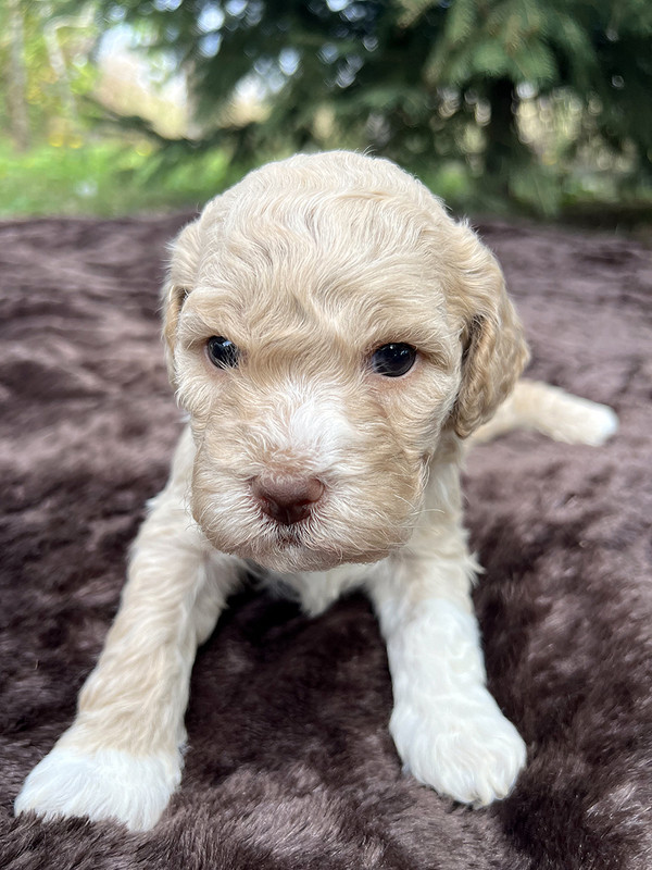 Lagotto Romagnolo female puppy for sale – Ideal Dale Enigma – 27 days old – photo 3