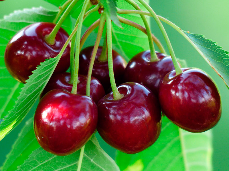Красота и вкус в одном фрукте что делает сорт вишни Бессея популярным среди садоводов