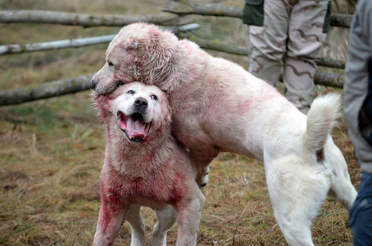 Самурыч-Уран 2  (2)