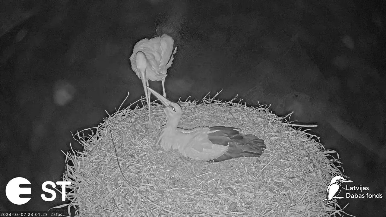 Baltie stārķi (Ciconia ciconia) Tukuma novadā - LDF tiešraide __ White storks in Tukums, Latvia 14-4