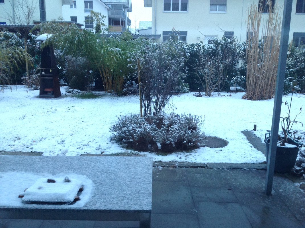 Lavendelstöcke 21. Februar 2015 Platzierungs Ide