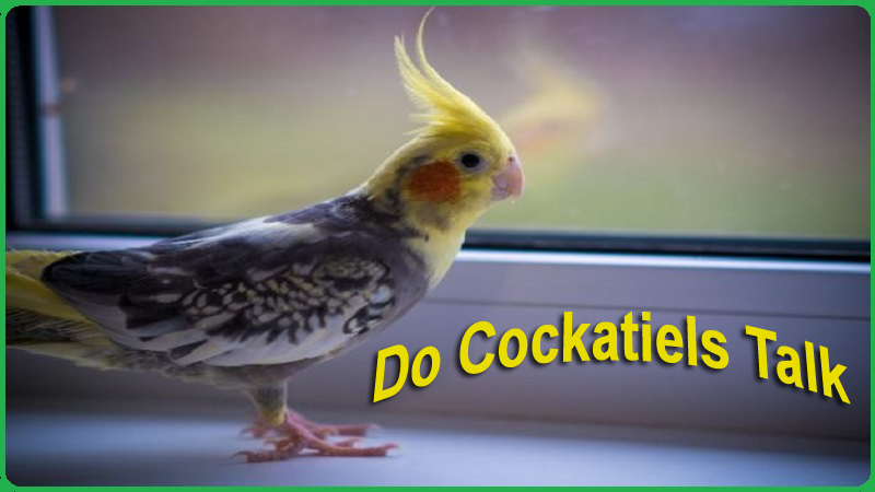 do cockatiels talk