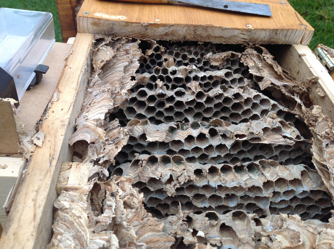 Nestöffnung 12. Nov. 2015 (8)