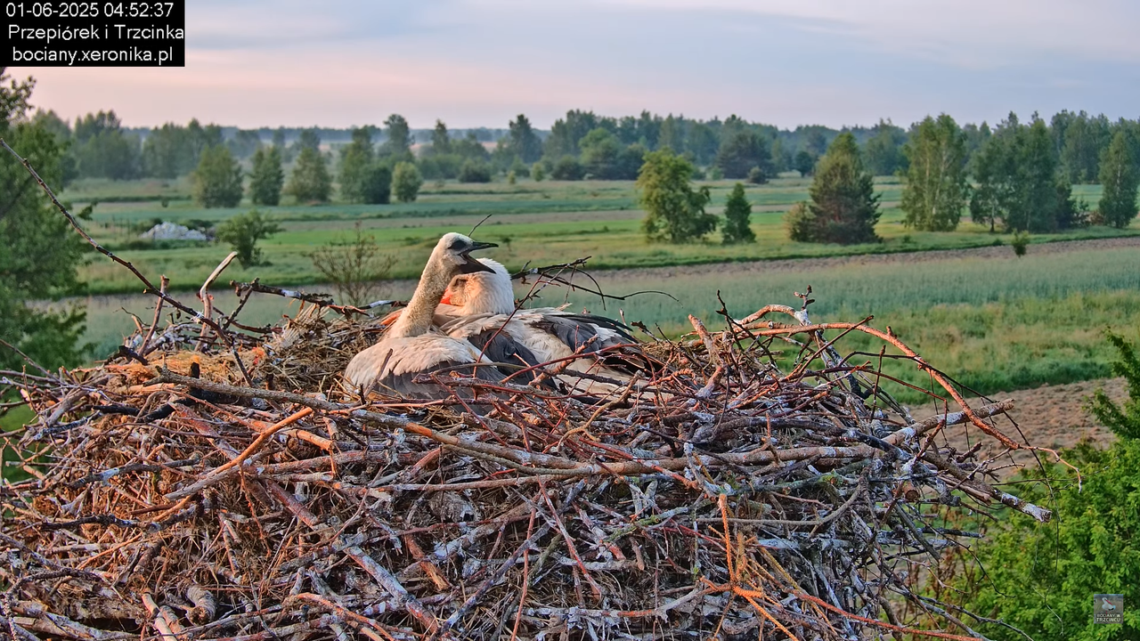 01062025bociany7