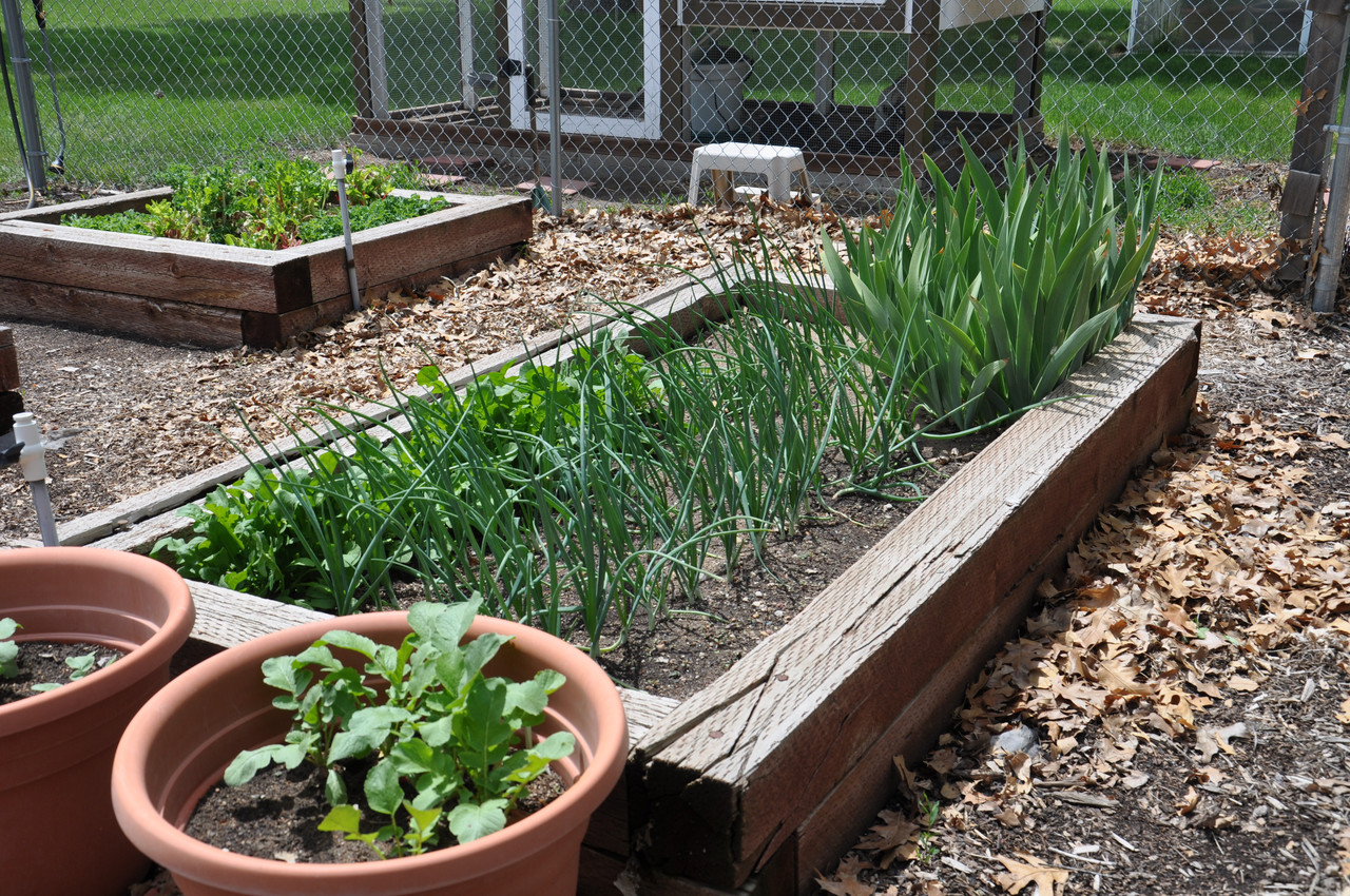 Garden 02
