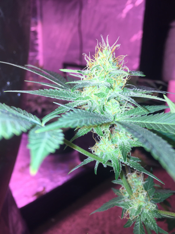 3A0DD3DC-D5F8-43BB-8762-E75511027374