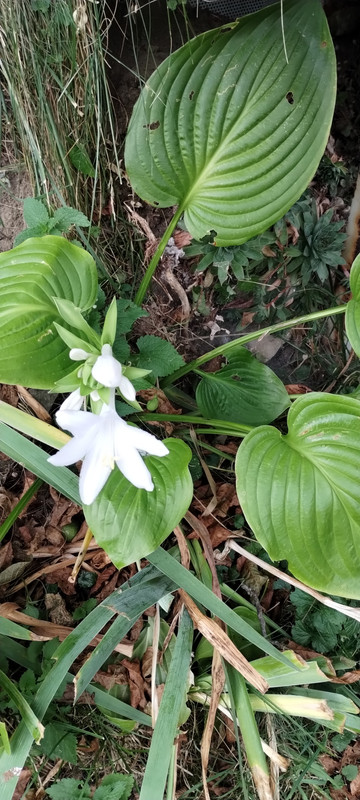 IMG-899bc0398aecb71dbf535eff1dbd1da1-V