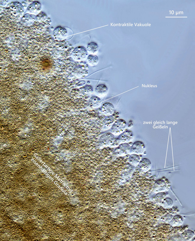 Spongomonas 01 (ev) uvella Wassertraube 2 gleich lange Geißeln Einzel-Zellen DIK 100