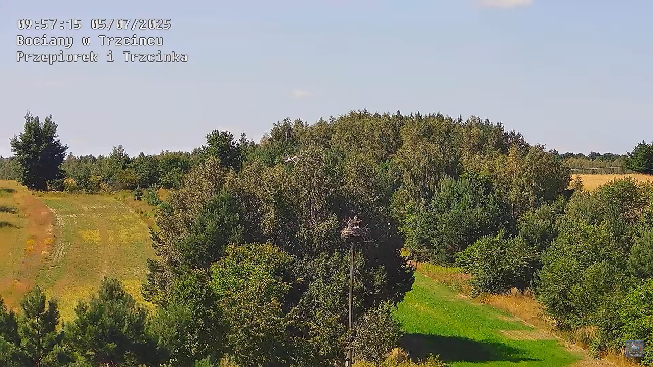 05072025bociany33