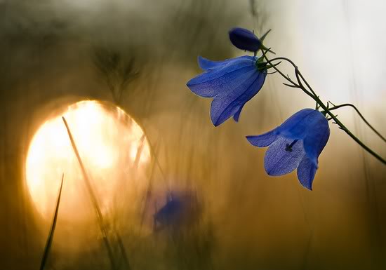 flower3.jpg