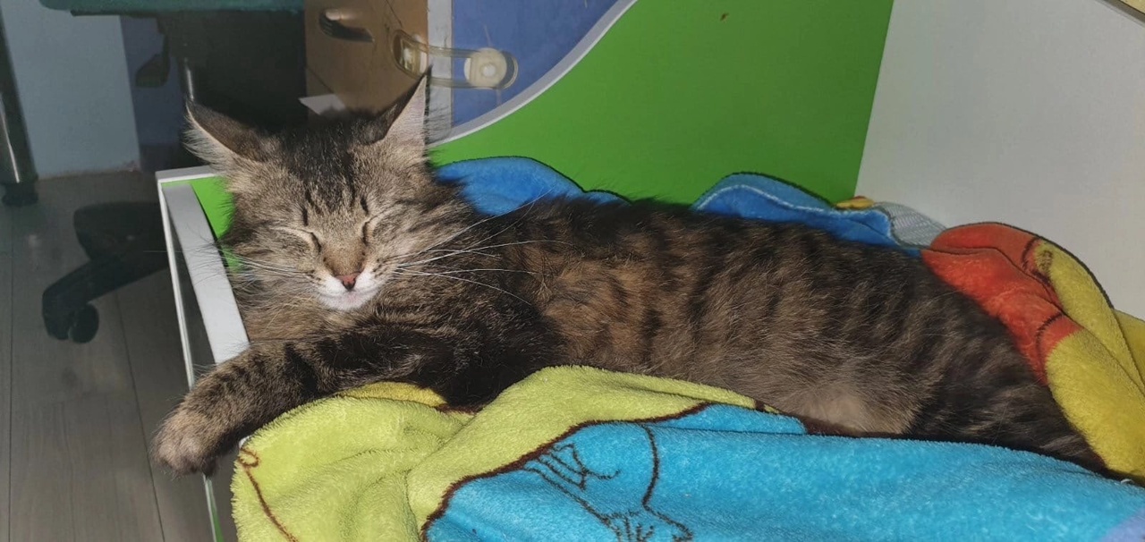 Бэрримор_д3