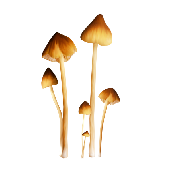 TADD_elements_ShimmerFall (41)