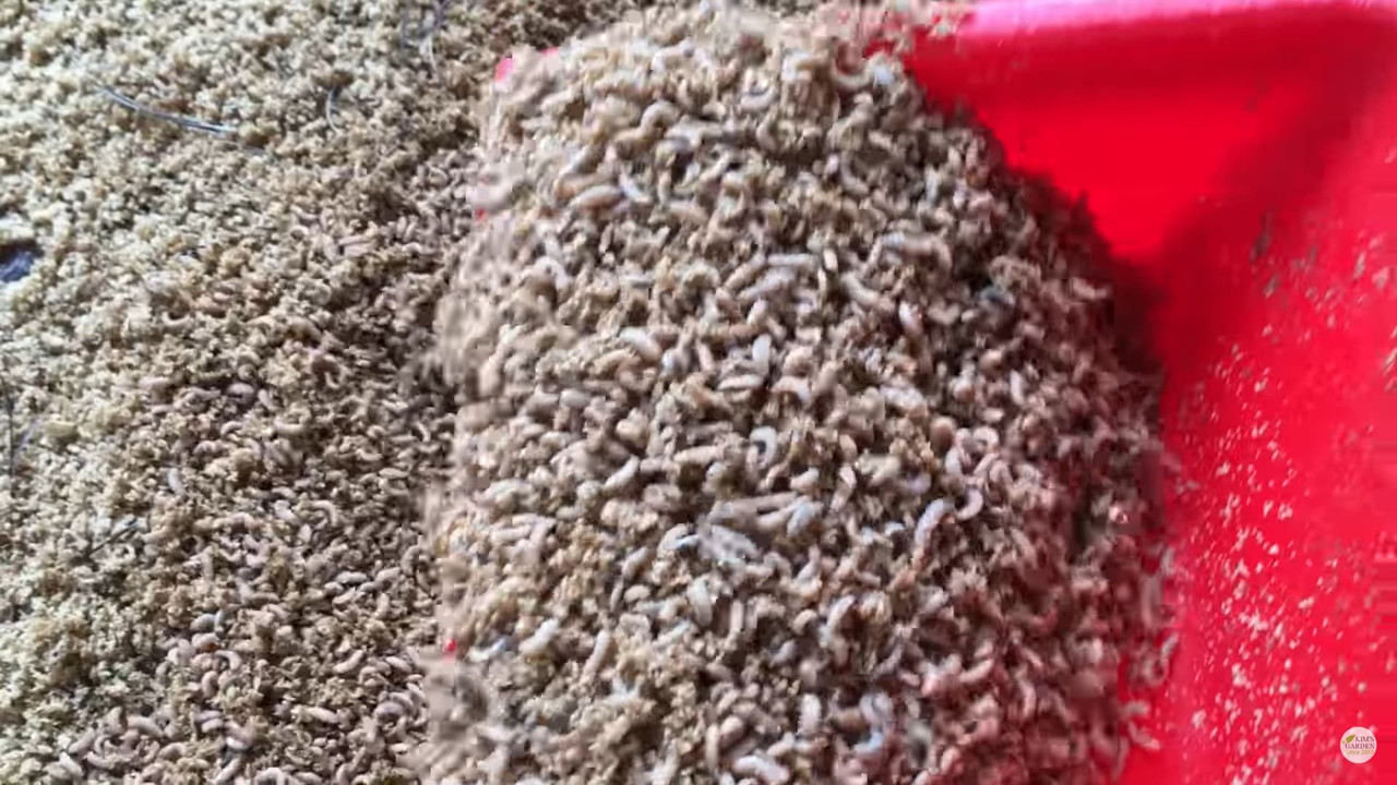 five-day-old-black-soldier-fly-larvae.jpg