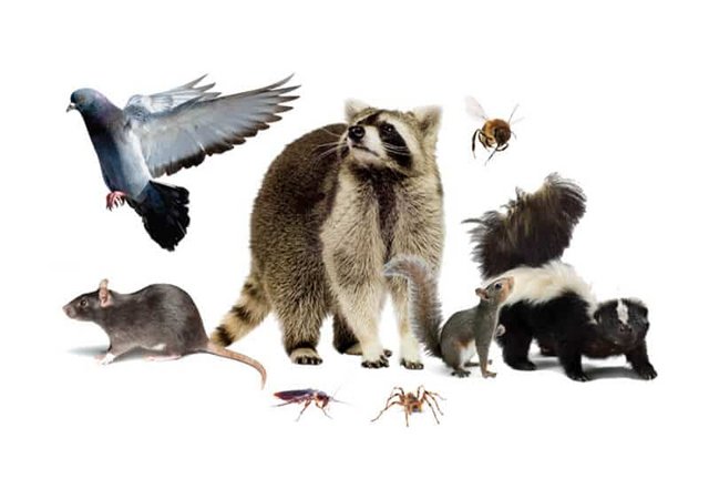 Wildlife Removal Orlando
