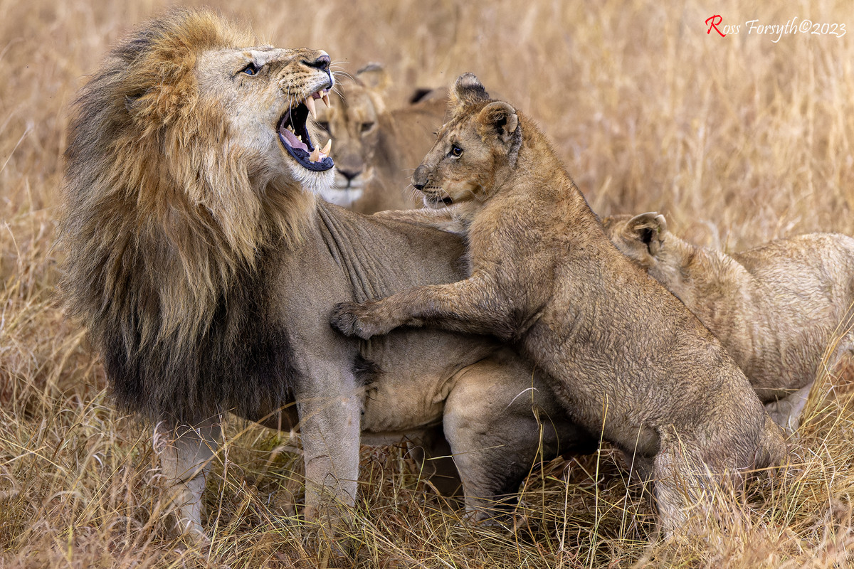 _5RF9872-CR3_DxO_DeepPRIMEXD