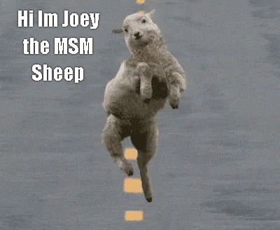 joey-the-sheep.gif