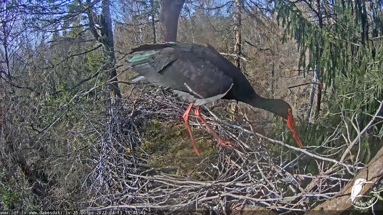 Melnais stārķis (Ciconia nigra) Siguldas novadā - LDF tiešraide 6-32-38 screenshot