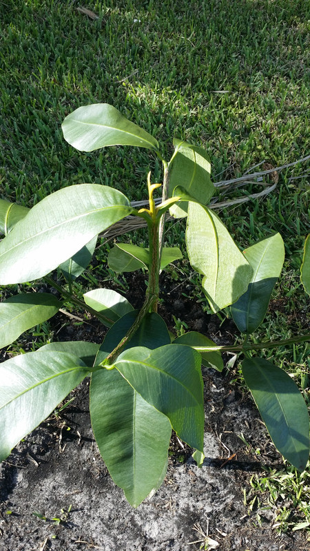 LucGarcinia2