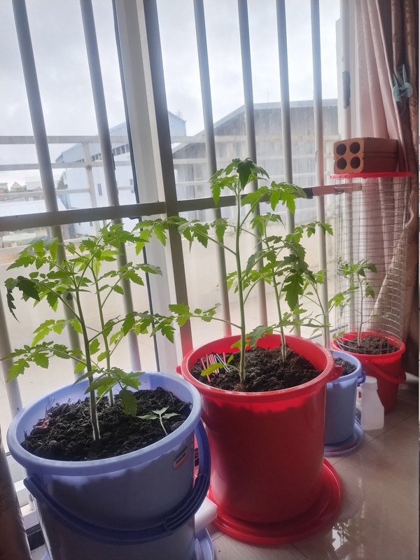Tomatoes 260924