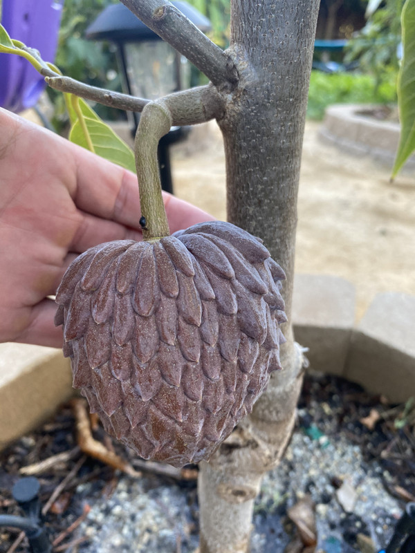 990BEB47-77B5-489E-B51A-3FB206264A28