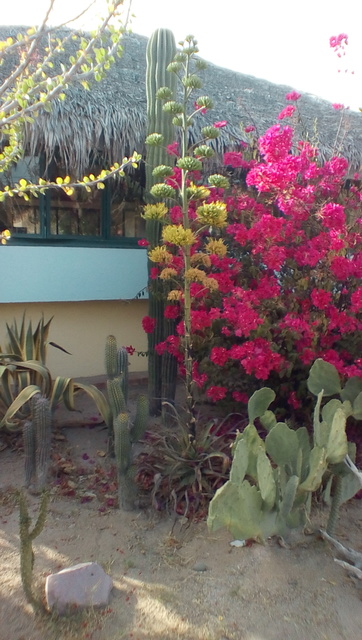 IMG_20170414_1759373_rewind