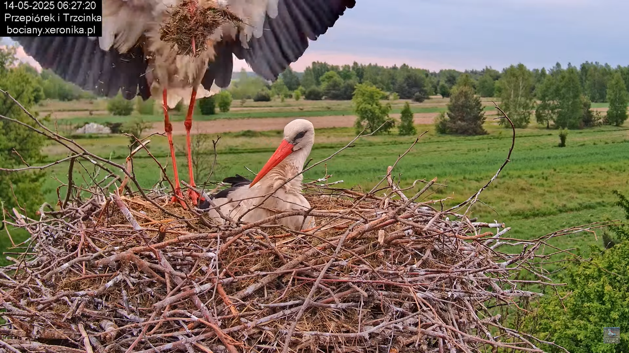 14052025bociany5