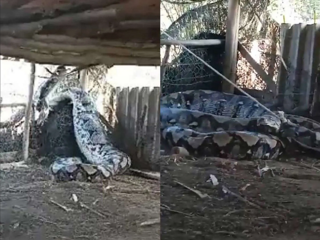 Encuentran una impresionante serpiente gigante en el patio de una casa (Video)