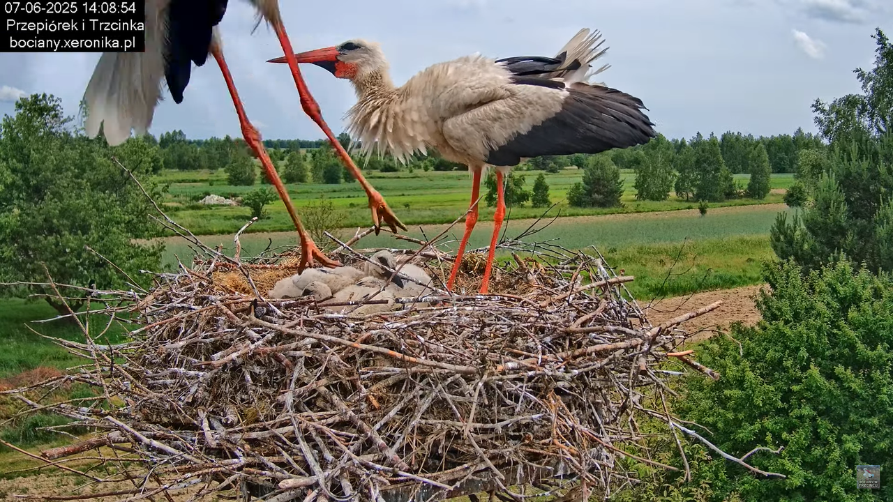07062025bociany28