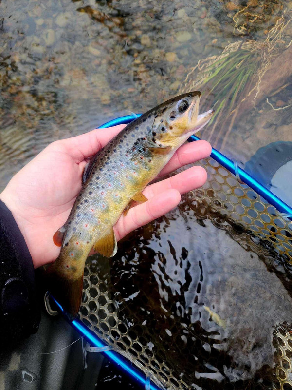 Facebook_creation_20605257544