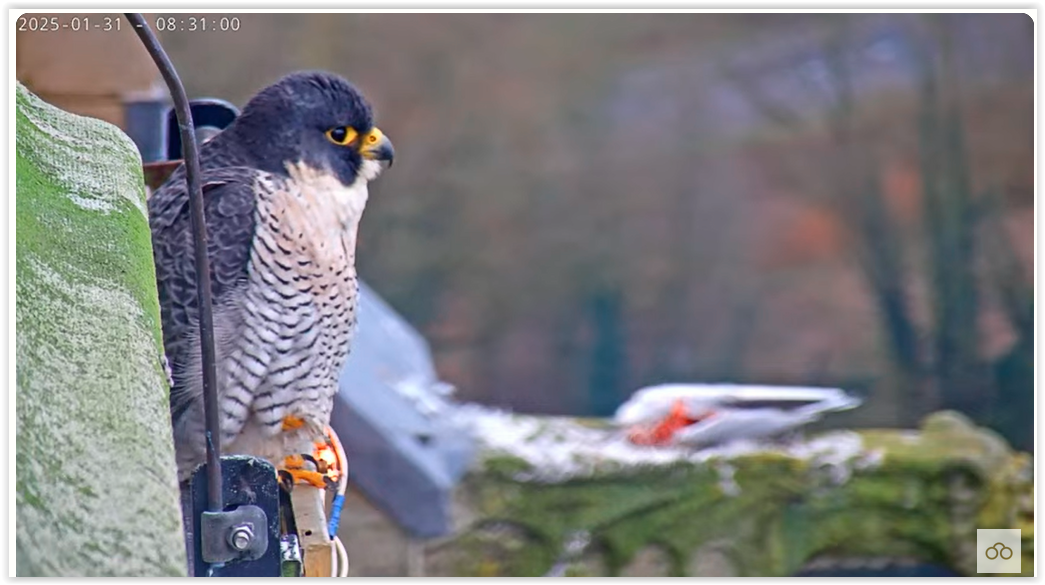 Screen Shot 01-31-25 at 08.58 AM