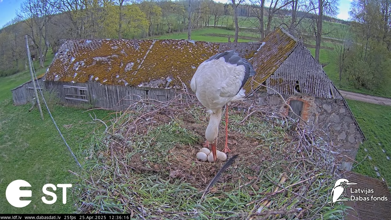 (26) Baltie stārķi (Ciconia ciconia) Tukuma novadā __ White storks in Tukums, Latvia - YouTube - 641