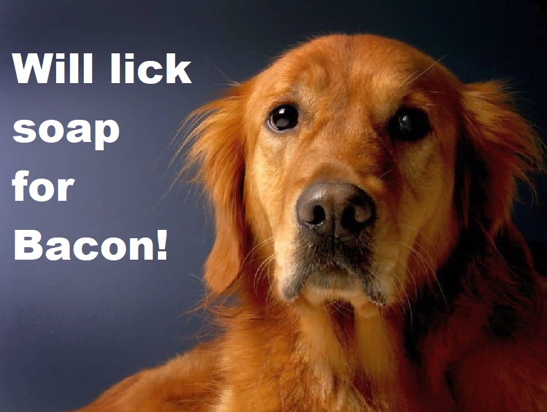 [Image: bacon.jpg]