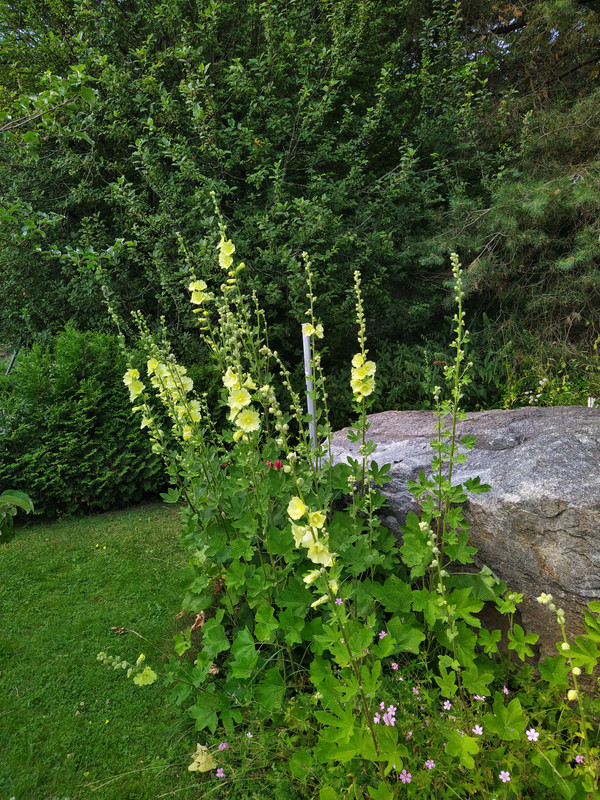 IMG_20210717_125633