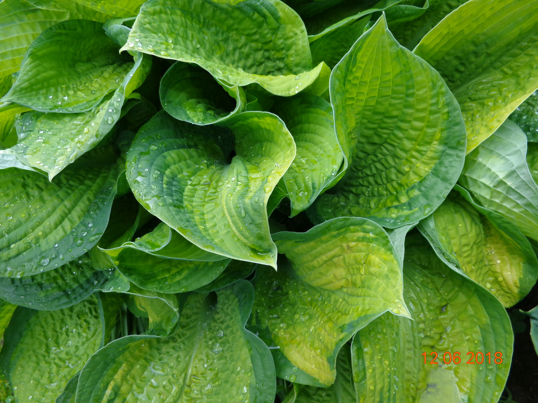 хоста 10 крупно