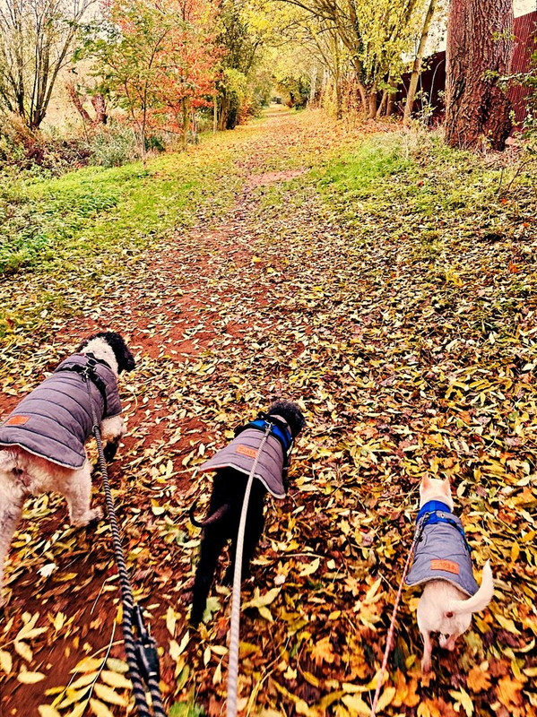 Our-pooches-walkies.jpg