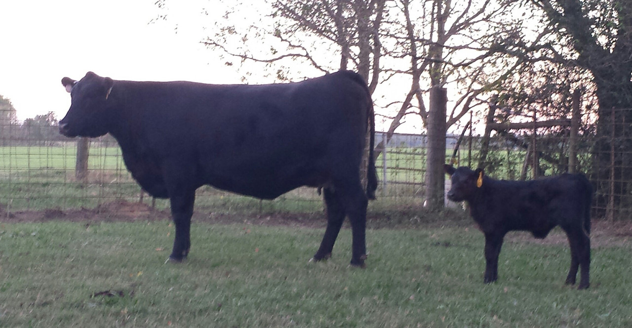 403 and calf Oct 8
