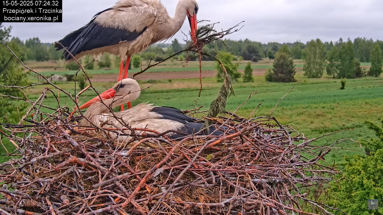 15052025bociany9