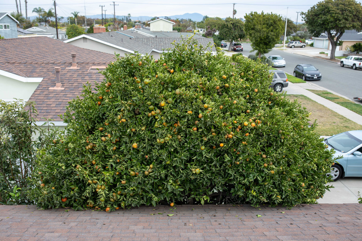 8U1A8029  Yosemite Gold Mandarin Tree with Many Fruit (11-29-24)