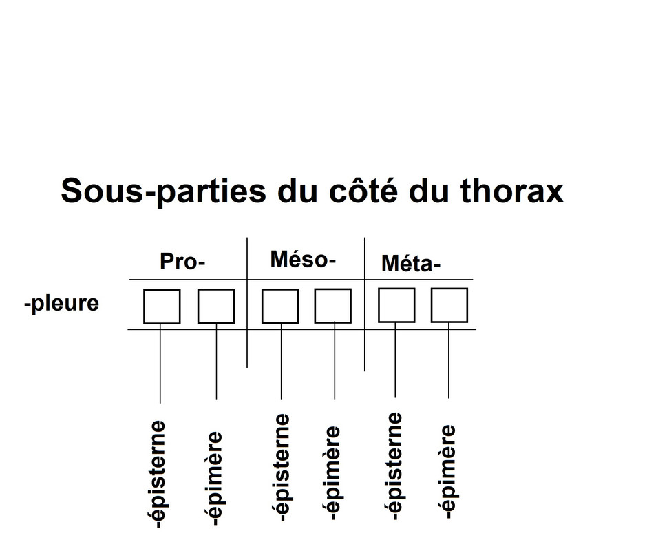 Sous-parties-pleurales-du-thorax