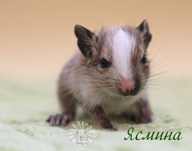 ясмина2_1-нед