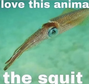 https://i.postimg.cc/rpfCfQWS/love-this-anima-the-squit.png