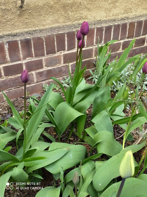 IMG_20210505_104956 (1)