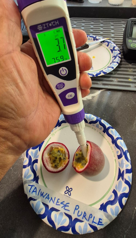 Taiwanese Purple Taste Pic102